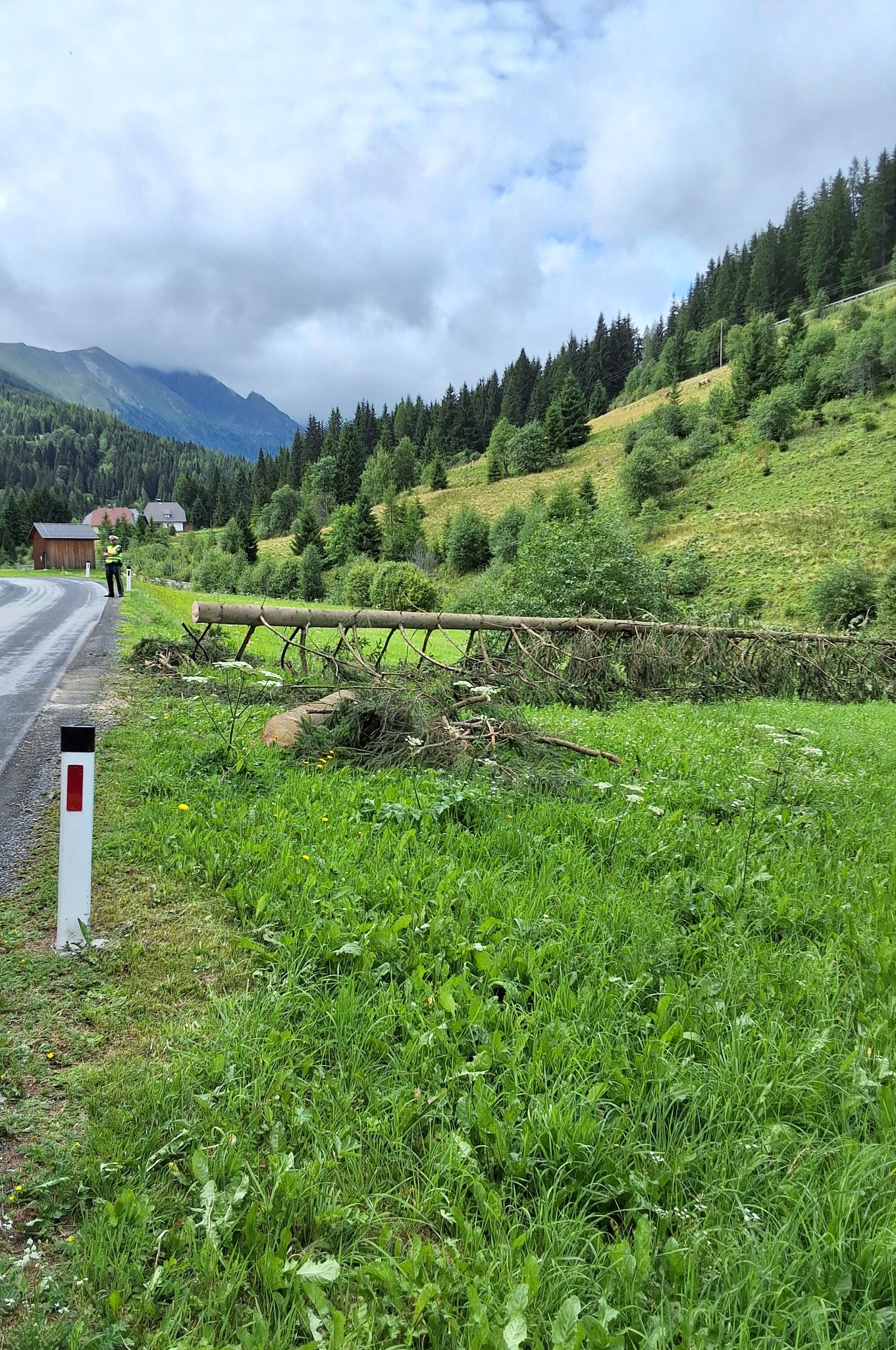 T01-Baum über Sraße
